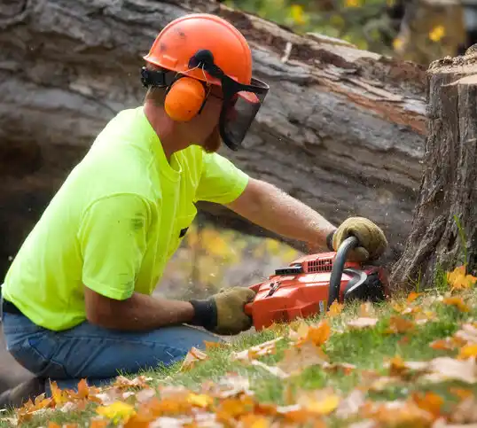 tree services Moravian Falls